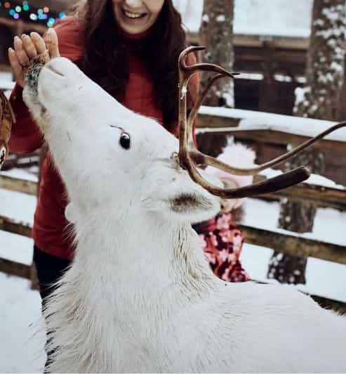 Reindeer Sledding Tour and Visit to the Husky Kennel - Experience Cultural Insights