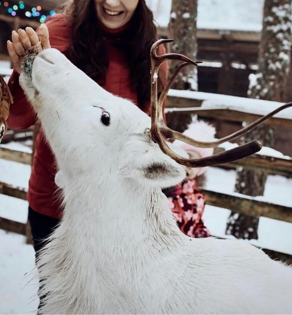 Reindeer Sledding Tour and Visit to the Husky Kennel - Inclusions and Amenities