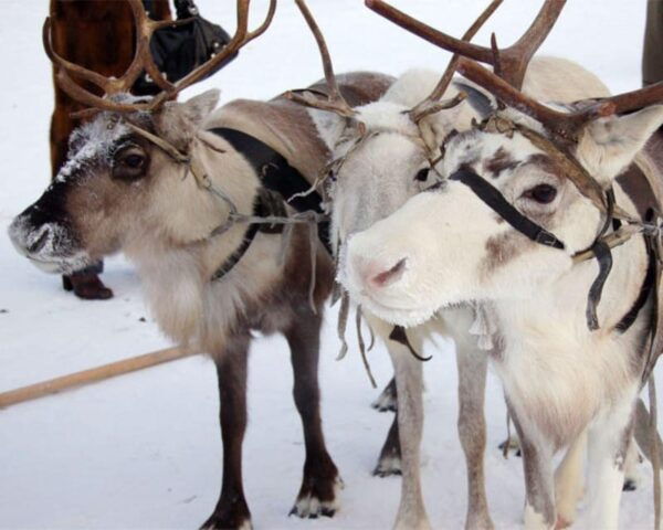 Reindeer Sledding Tour and Visit to the Husky Kennel - Safety Measures and Guidelines