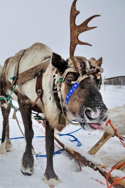 Reindeer Sledding Tour and Visit to the Husky Kennel - What to Wear and Bring