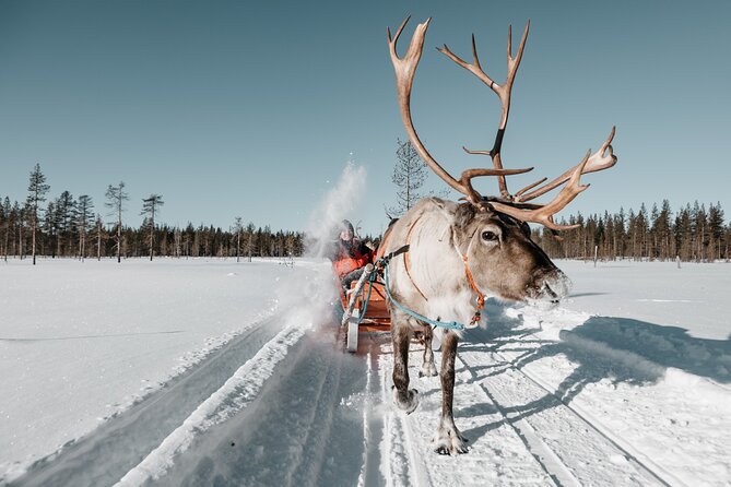Reindeer Sleigh Ride Forest Safari - Tour Highlights
