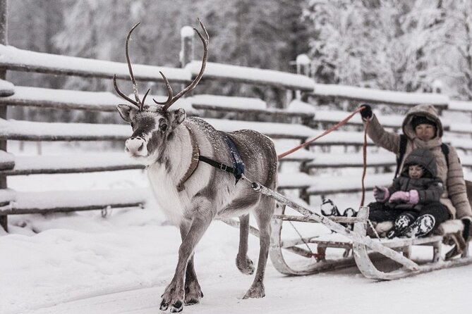 Reindeer Sleigh Ride Forest Safari - Tour Itinerary