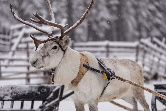 Reindeer Sleigh Ride in the Arctic Forest 2.5 Km - Guide and Information