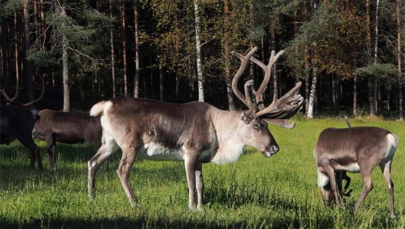 Reindeer Summer Farm Visit at a 200-Year-Old Rovaniemi Farm - The Itinerary and What to Expect