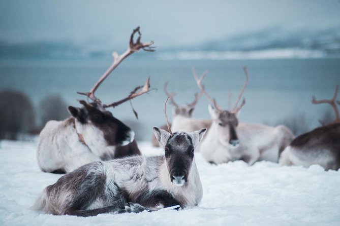 Reindeer Visit, and Sami Culture Including Lunch From Tromso - Customer Reviews and Positive Feedback