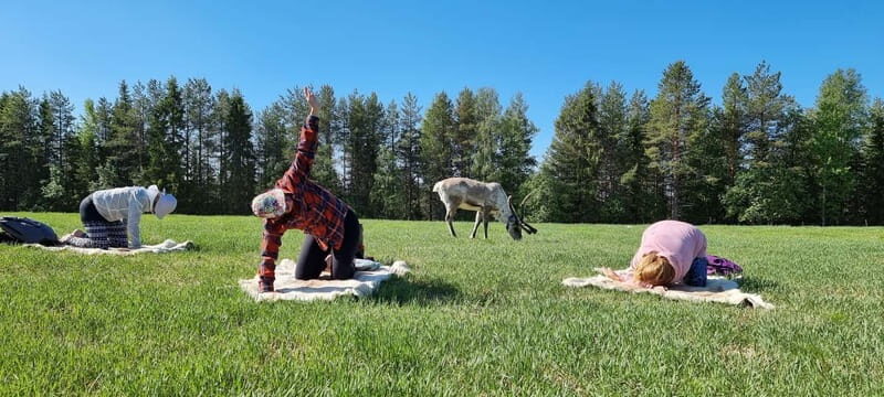 Reindeer yoga in Kuusamo - Good To Know