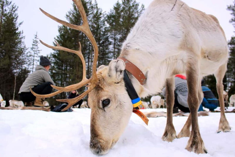 Reindeer yoga in Kuusamo - Authenticity and Visitor Experiences