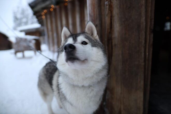 Reindeers, Husky and Santa Claus Village Summer Combo Tour - Pricing and Booking Information