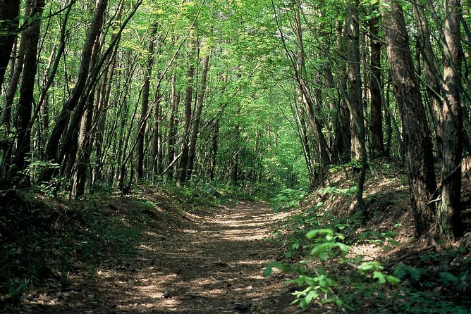 Relax and Refresh in Karuizawa Forest! Shinanoji Down Trekking Around Two People - Traveler Photos and Experiences