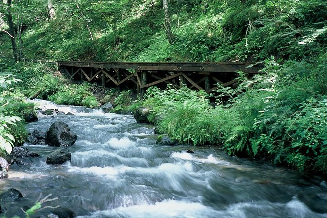 Relax and Refresh in Karuizawa Forest! Shinanoji Down Trekking Around Two People - Directions to Karuizawa Forest for Trekking