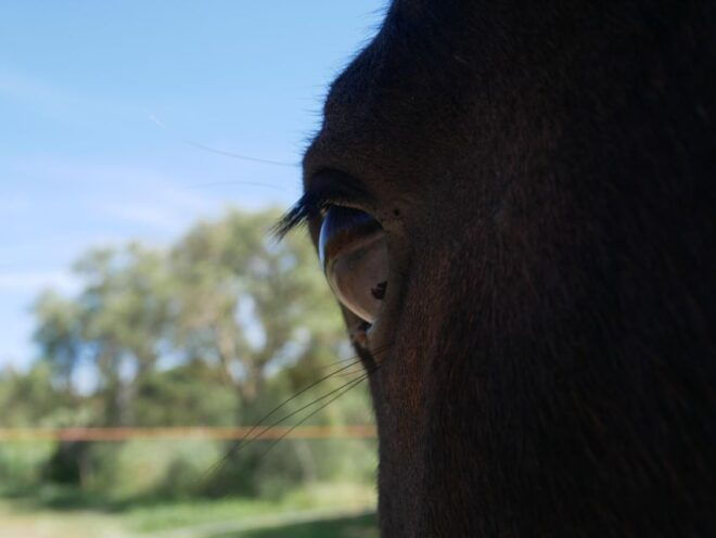 Relax & Mindfulness With Horses in Vejer De La Frontera - What to Bring and Restrictions