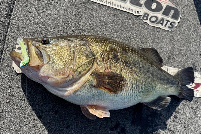 Relaxed 4 hour bass fishing experience at Lake Biwa for 3 people - Authentic Scenery and Cultural Connection