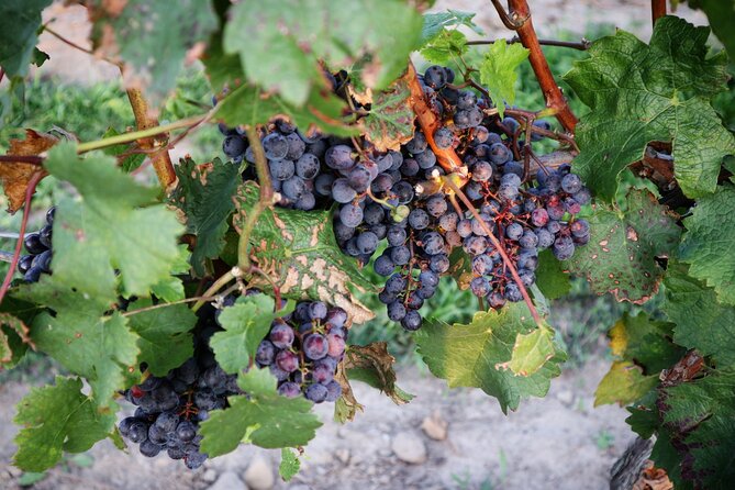 Relaxing Afternoon Wine Tour Through Niagaras Wine Country - Pickup and Logistics