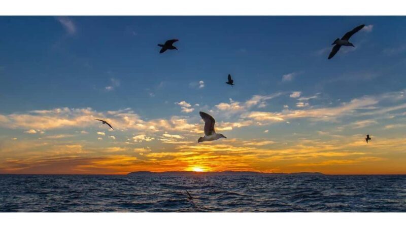 Relaxing Sunset/Evening Cruise in Newport Beach - Who Will Love This Experience?