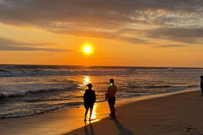 Release of Sea Turtles at Sunset - An In-Depth Look at the Release of Sea Turtles at Sunset Tour