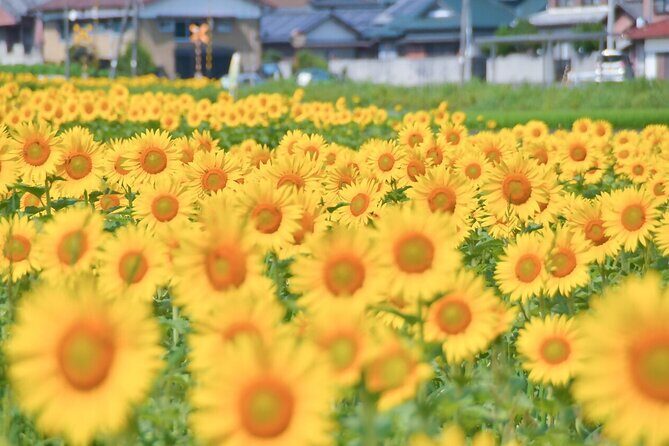 Rent a bike Let's go see the sunflowers in Mannou Town with an electrically assisted e-bike!Introducing Recommendation routes for sunflower producers. - Frequently Asked Questions