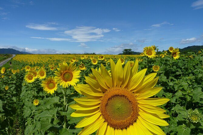 Rent a bike Let's go see the sunflowers in Mannou Town with an electrically assisted e-bike!Introducing Recommendation routes for sunflower producers. - Final Thoughts