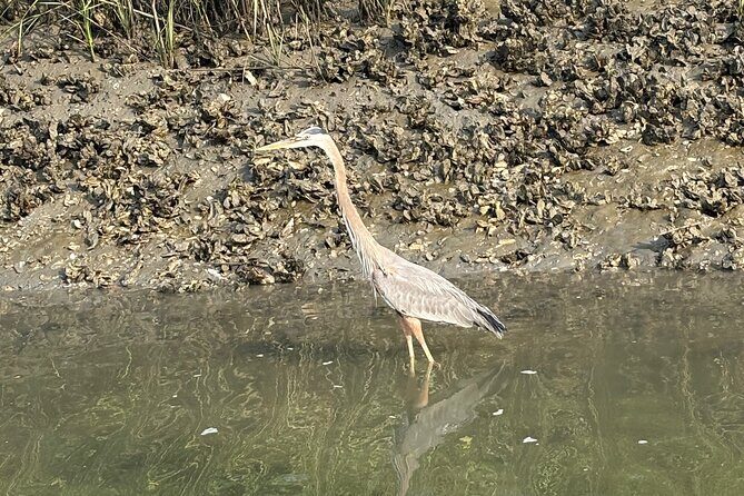 Rent Kayaks in Hilton Head Island - Who Will Love This Experience?