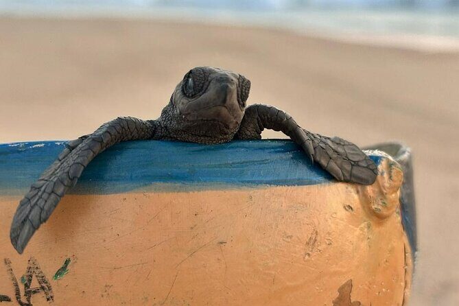 Reptile Eco Tour in Oaxacas Coastal Communities - The Sum Up: Is This Tour Worth It?