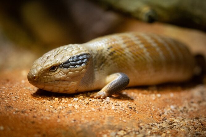 Reptile House Experience at Melbourne Zoo - Inclusions and Logistics