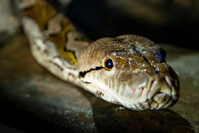 Reptile House Experience at Melbourne Zoo - Meeting Point and Accessibility
