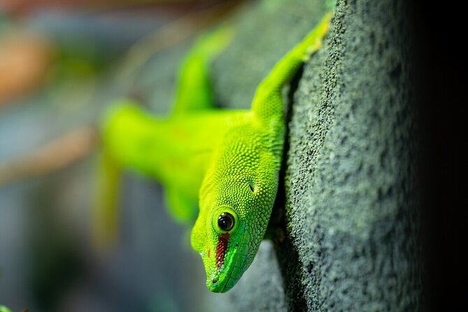 Reptile House Experience at Melbourne Zoo - Additional Information