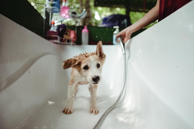 Rescue P.A.W.S. Day Visit - Location and Pickup Details