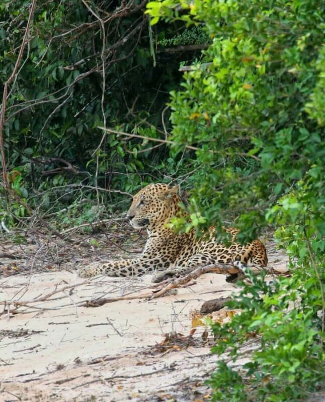 Responsible Wilpattu National Park Jeep Safari from Colombo - Good To Know