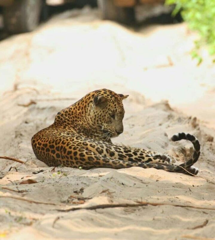 Responsible Wilpattu National Park Jeep Safari from Colombo - The Value of This Experience