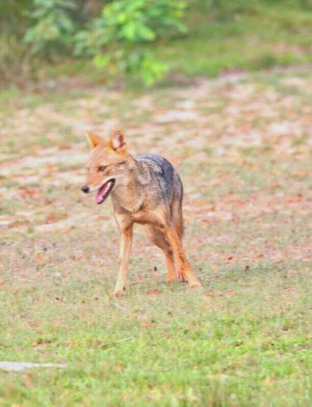 Responsible Wilpattu National Park Jeep Safari from Colombo - Who Should Consider This Tour?