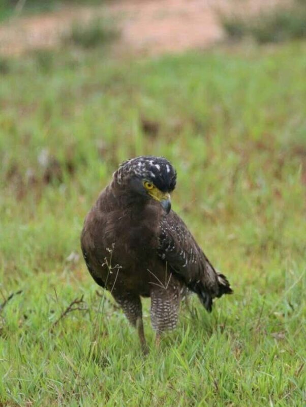Responsible Wilpattu National Park Jeep Safari from Colombo - The Sum Up