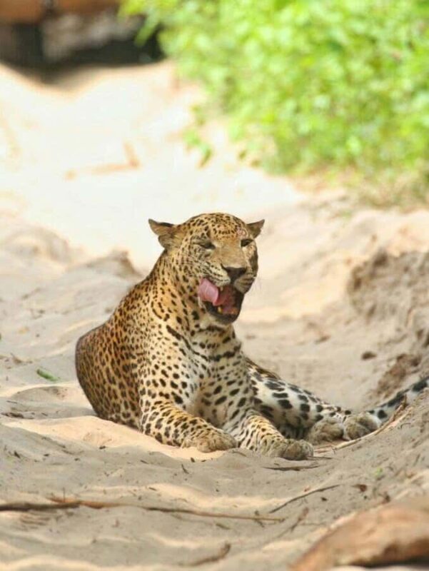 Responsible Wilpattu National Park Jeep Safari from Colombo - Final Thoughts: Is This Safari Right for You?