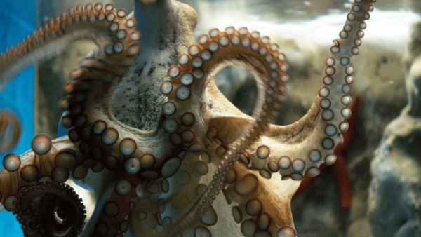 Rethymno & Bali: Day Trip to Dinosauria Park & Cretaquarium - Frequently Asked Questions