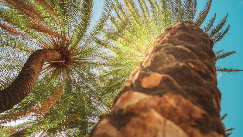 Rethymno Bali/Panormo:Preveli Palm Beach-Waterfall-Monastery - Preveli Palm Beach: An Exotic Oasis