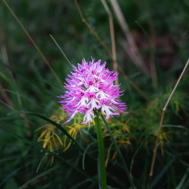 Rethymno: Flower Adventure - Rethymno: Flower Adventure – A Bloom-Filled Journey in Crete