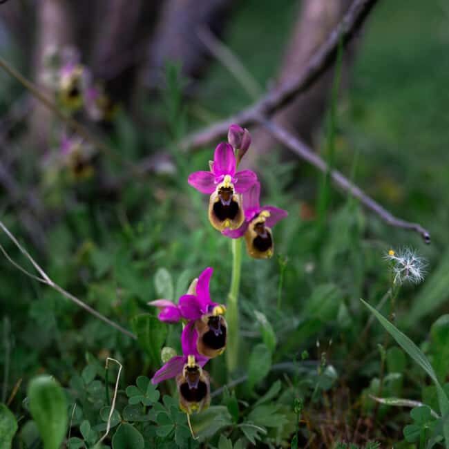 Rethymno: Flower Adventure - Exploring Crete’s Spring Blooms: What You Can Expect