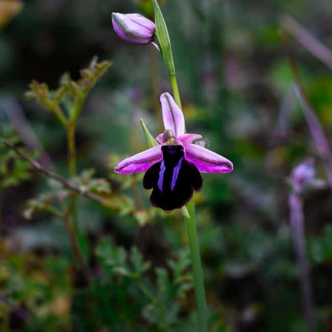 Rethymno: Flower Adventure - Who Should Consider This Tour?