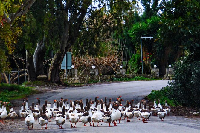 Rethymno & Kournas Lake - Private Tour From Chania With Snacks - Traveler Reviews