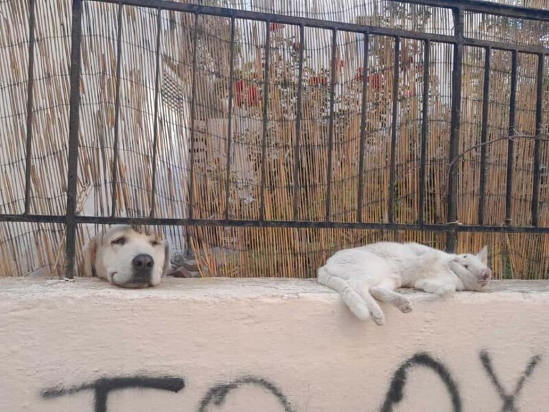 Rethymno: Old Town Craft Beer Walking Tour - The Sum Up: Is It Worth It?