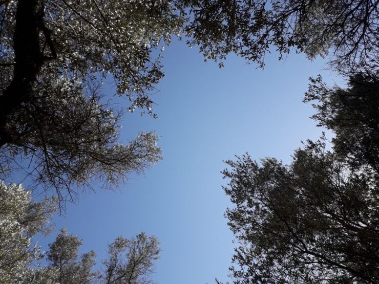 Rethymno: Olive Oil Tasting With Cretan Food Pairing - Language Options