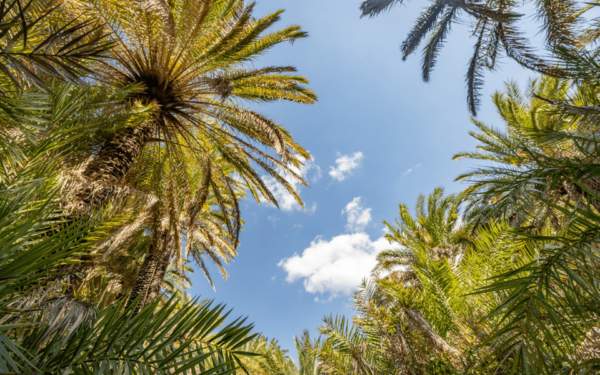 Rethymno: Preveli Palms, Damnioni Beach & Plakias Villlage - Best Times to Visit