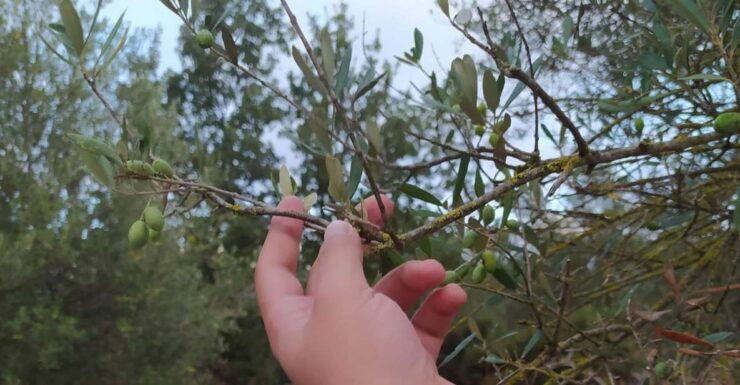 Rethymno: Private Olive Oil & Honey Tasting Tour With Lunch - Activity Details