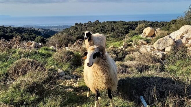 Rethymno: Shepherd's Path Hike From Maroulas Village - Full Description
