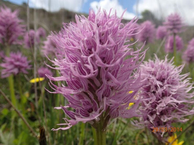 Rethymno: Springtime Plant Walk and Birdwatching in Nature - Pricing and Duration