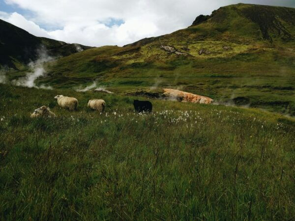Reykjadalur Hike, From Reykjavík - PRIVATE TOUR - Private Tour Experience