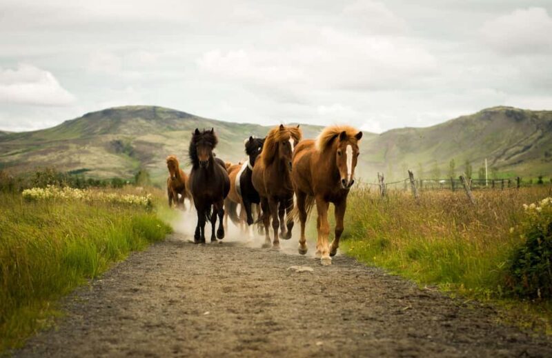 Reykjadalur: Horseback Riding Tour for Families & Beginners - An In-Depth Look at the Reykjadalur Horseback Riding Experience