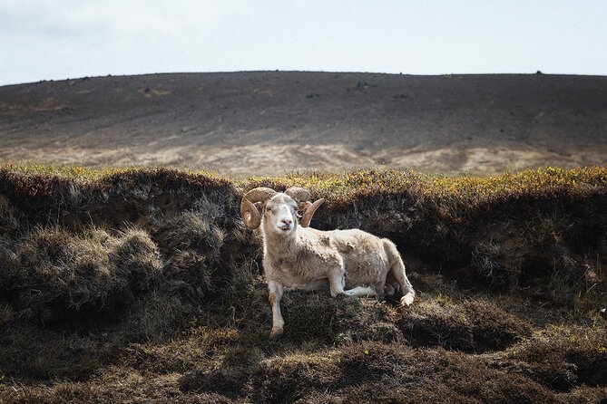 Reykjanes Peninsula Private Tour Photos Included - Common Questions