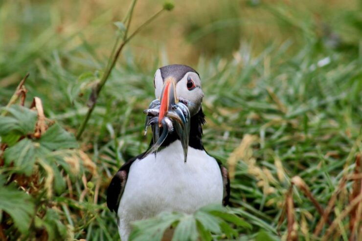 Reykjavik: 1-Hour Puffin Watching Tour - Activity Information