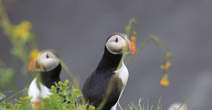 Reykjavik: 1-Hour Puffin Watching Tour - Experience Highlights