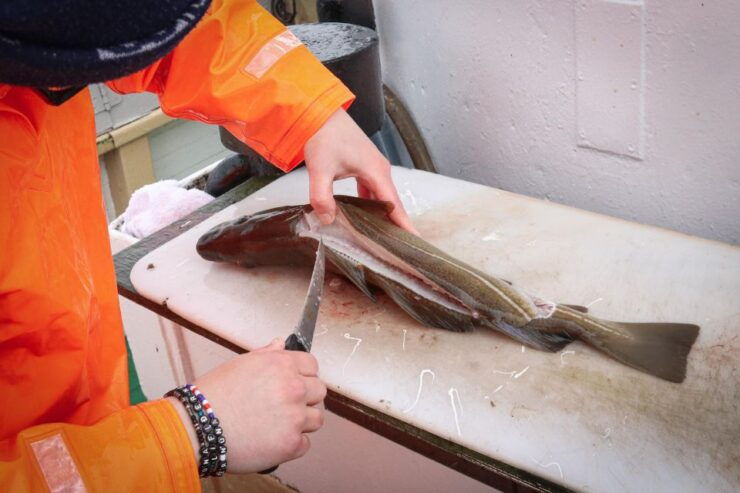 Reykjavik: 3-Hour Sea Angling Gourmet Experience Tour - Tour Details